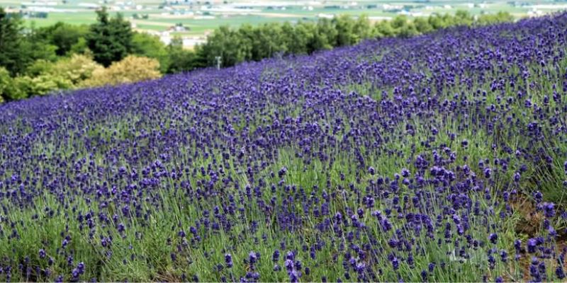 シミ虫：ラベンダー